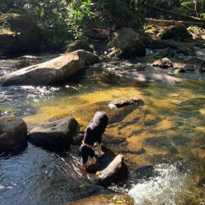 Carolina Chalita Instagram - Luz de outono 🍂 

#amooutono #serra #viagemdasmeninas #girltrip #natureza🍃