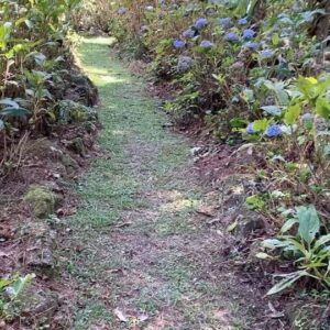 Carolina Chalita Instagram - Fé na vida … 🍀

#dump #maio #foto #naturephotography #paraíso #davida #fé