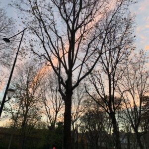 Caroline Diament Instagram - Un petit moment de grâce en marchant prés du parc Monceau.  #pasdehashtag Bonne journée