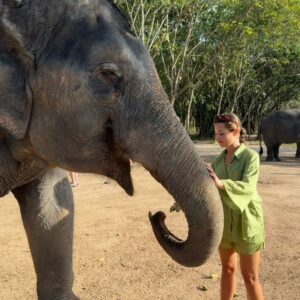 Caroline Wilde Instagram - Thailand photo diary final chapter 🌴 This 🐘 orphanage is so special ~ they have been rescuing elephants from working circuses & tourists attractions (elephant rides etc). Sadly because they were born in captivity they can’t adapt to living in the wild, so this amazing orphanage is taking care of them and giving them a better life. They each have a personal carer who stays with them 24/7! Please note that not all of these places are the same many who call themselves “elephant sanctuaries” also run the cruel tourist attraction’s so be careful when going to visit one 🤍
