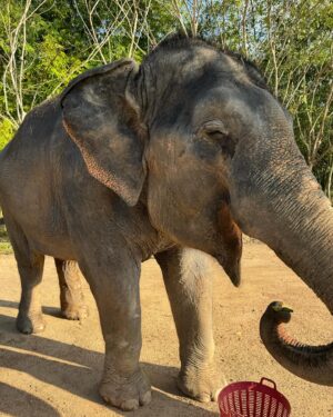 Caroline Wilde Instagram - Thailand photo diary final chapter 🌴 This 🐘 orphanage is so special ~ they have been rescuing elephants from working circuses & tourists attractions (elephant rides etc). Sadly because they were born in captivity they can’t adapt to living in the wild, so this amazing orphanage is taking care of them and giving them a better life. They each have a personal carer who stays with them 24/7! Please note that not all of these places are the same many who call themselves “elephant sanctuaries” also run the cruel tourist attraction’s so be careful when going to visit one 🤍
