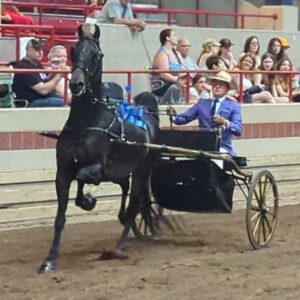 Carson Kressley Instagram - Trotting down victory lane @syracuse_international !!! Had a blast showing @americansaddlebredofficial Ultimate Charm.  Thank you to the Hicks Stable crew for the excellent presentation .