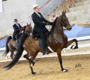 Carson Kressley Instagram - Always fun being in Asheville, NC! And even more fun to ride to a top prize in the Amateur Gentleman's Five Gaited class with WEF War Eagle at the Asheville Classic in VERY good company.