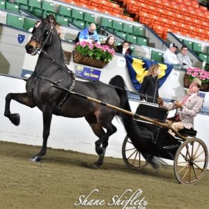 Carson Kressley Instagram - It was a great week showing horses in Kentucky and Massachusetts!  So fun getting back in the ring with this high headed and elegant guy! #americansaddlebred