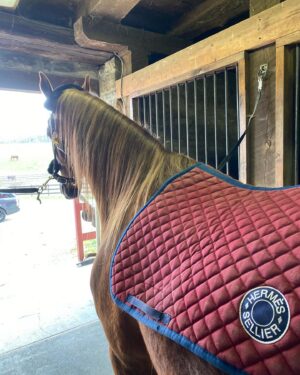 Carson Kressley Instagram - Saturdays are for the barn.  @hermes @saddlebredofficial