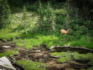 Case Walker Instagram - the mountains praise His name.

Indian Peaks Wilderness.