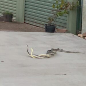 Casey Stoner Instagram - Snake season in Aus 🐍