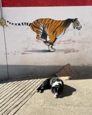 Cassandra Naud Instagram - Babies of San Jose Del Pacifico