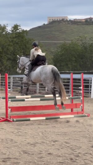Cassi Thomson Instagram - I’m grateful to have gotten this ride in before the rain came but holy hell I was dyin! I felt connected and forward on the flat but that went right out the window jumping. Rem and I are definitely out of jump shape and when I get tired I resort to body pumping in an attempt to get the man moving out in front of my leg. 🫠 We out here doin’ our best even when it ain’t pretty. #remingtontheottb 

#ottb #ottbofinstagram #ottbsofinstagram #ottbjumper #barefoothorse #barefoothorses #equestrianjourney #equestrianlife #equestrian