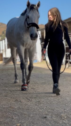 Cassi Thomson Instagram - Happy Halloweekend 🎃🖤🎃 
 @renegadehoofboots 🤌🏼

#barefoothorse #barefootottb #barefootthoroughbred #barefootshowjumping #greygelding #ottbsofinstagram #ottbofinstagram #halloweenhorse #equestrianproducts