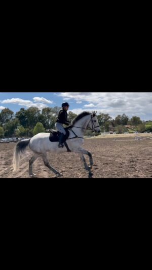 Cassi Thomson Instagram - One more from our off property schooling day — We have fun playing eventer. 👀 #remingtontheottb
