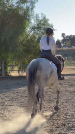 Cassi Thomson Instagram - I’m really proud of what happened here. We learned something together and you can see it happen. I am trying to get Remington into a frame without forcing it. 

Context on what a frame is for my non horsie people: When we as humans workout, it’s very important we keep good form — it’s the same for horses. When a horse is “working out” we want to make sure he is holding his form correctly and using the correct muscles so he can achieve supple strength while baring the weight of a rider. In order to achieve that, a horse has to be pushing off the ground using the strength in his bum and hind legs and lifting his core muscles up. When a horse is lifted through his core and pushing from his hind end, magic happens. He can access his full strength and mobility and it feels like you’re floating.

Rem’s head is too low at the beginning, but he’s clearly trying to do the right thing. I stayed focused on what I could do to help him find it—I stayed patient and didn’t fuss with his process—and he found the answer for himself. 🤌🏼 Let me tell ya, it’s really cool to grow along side a horse. Highly recommend it.