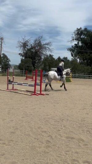 Cassi Thomson Instagram - staying straight and rhythmic is the focus for the long boy and the rusty rider. #remingtontheottb