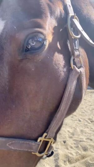 Cassi Thomson Instagram - The wait is over 🤎 please welcome Sequoia. She is a 4 year old mare by Grazen - the same dad as Remington, Zyn, and lil’ Picasso. I had ZERO plans of getting a second horse anytime soon. I could not tell you what compelled me to do this - it’s pretty terrifying - but when I saw her photo I felt like I got punched in the gut. The only way I know how to describe it is that I felt like I was being beckoned. I am trusting my intuition and my instincts and taking the road less traveled. I’ve heard that’s where all the good stuff happens ;) 

This journey of ours is just beginning. Who knows where it’ll lead. My intentions with her are to move slowly and have fun. Hopefully in the future we’ll be going on camping trips together, riding on the beach, and exploring the wilderness ;) I’m looking forward to taking y’all along. #sequoiatheottb
