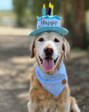 Cassi Thomson Instagram - The legend turned 15 today. 🥹 Man oh man, the love I have for this ol’ boy is overwhelming. He lights up every room he walks into and is always oozing good vibes. 😎 
My love personified, without doubt. Here’s to you Tuck Man.