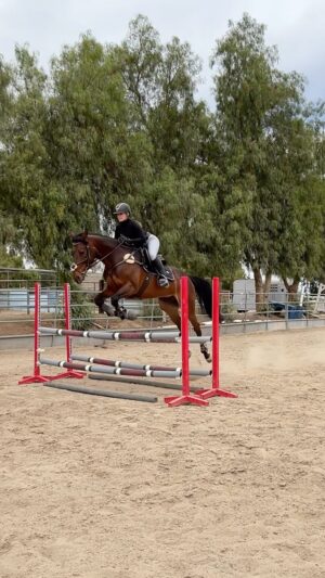 Cassi Thomson Instagram - Throwin’ it back to my time with little miss Olive. I learned so much from this horse - she’s a bold lil thang when the spot is juuuussttt right 😂