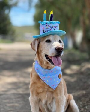 Cassi Thomson Instagram - The legend turned 15 today. 🥹 Man oh man, the love I have for this ol’ boy is overwhelming. He lights up every room he walks into and is always oozing good vibes. 😎 
My love personified, without doubt. Here’s to you Tuck Man.