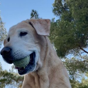 Cassi Thomson Instagram - TUCKER IS 16!!! 🥳🎉💛 HAPPY BIRTHDAY to my sweet sweet boy. 

Tuck has walked by my side for over half of my life now. I wish I could put into words how much I love this little dude. I think it goes beyond love though — we have truly shared our lives. Being his guardian these many years has been paramount to my well being and development as a woman. To now have the great privilege of watching him grow old is something I know I will be grateful for all of my life. 
My silent observer, my dearest friend, my squishy. 

I’m already cryin’ but if I go on for much longer I’ll be a puddle. Thank you all for loving him right along with me! 
Cheers to ol’ Tuck!