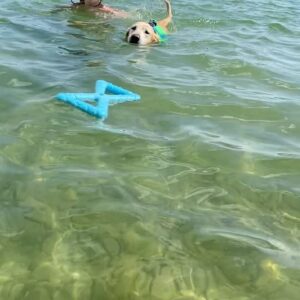 Cassi Thomson Instagram - TUCKER IS 16!!! 🥳🎉💛 HAPPY BIRTHDAY to my sweet sweet boy. 

Tuck has walked by my side for over half of my life now. I wish I could put into words how much I love this little dude. I think it goes beyond love though — we have truly shared our lives. Being his guardian these many years has been paramount to my well being and development as a woman. To now have the great privilege of watching him grow old is something I know I will be grateful for all of my life. 
My silent observer, my dearest friend, my squishy. 

I’m already cryin’ but if I go on for much longer I’ll be a puddle. Thank you all for loving him right along with me! 
Cheers to ol’ Tuck!