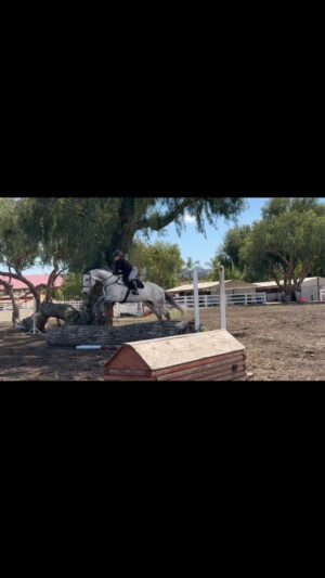 Cassi Thomson Instagram - I love dis horse. 🥹 Moments like this are what this sport is all about for me — feeling him be so confident and proud, and genuinely enjoying himself. We were both havin’ a damn good time out there. 😎🙌🏼 #remingtontheottb 

#ottbofinstagram #ottbsofinstagram #ottbofinstagram #crosscountryjumping #barefoothorse #equestrianlife #equestrian #equestrianjourney #equestrianliving #ottbjumper #equestrainlife