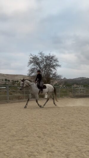 Cassi Thomson Instagram - here’s a raw little bit of what we were workin’ on last week. @elisabethhowerofficial just had me lengthen my stirrups again — that makes 5 holes longer than when I showed up. 🥵 I didn’t realize how short they actually were and how much it was negatively impacting my riding. I definitely come from the school of hard knocks and there’s a ton I don’t know.  I’m over here doin’ my best with my big 4 legged partner, and learning as much as I can along the way. I know I’m going to feel unstable with all the change but I also know I’m forming new connections that are going to shift everything for the better. It’s just gon’ require patience and practice. 🤌🏼

.
.
.

#ottbsofinstagram #ottbofinstagram #geldingsofinstagram #greygelding #greyhorse #grayhorse #equestrianlifestyle #equestrianjourney #equestrianliving #equestrianrider #horsegirls
