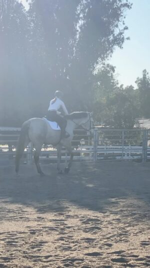 Cassi Thomson Instagram - the. big. dawg. 🤙🏼
I just learned that a horse can hear your heartbeat from 4 feet away. In the wild they actually synchronize their heartbeats with other members in their herd to sense danger more quickly. THAT’S INSANE. The effect your energy and state of being has on your horse is profound. 

Just another reminder that it is worth taking that extra moment to get right with myself before mounting his back. ✨ #remingtontheottb
@tech_stirrups