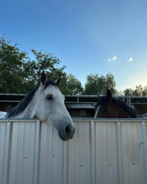 Cassi Thomson Instagram - September 6th 2019 — a damn fine day. It’s been 4 years with the big dawg by my side. This horse changed my life and I couldn’t be more grateful for his heart and enduring spirit. 👊🏼✨