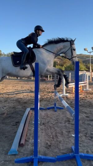 Cassi Thomson Instagram - When your horse saves you to the long one. 🙃 I hit so many long spots yesterday and he was a real team player taking me over no matter the distance. Sowwy Remington. 🤭 

#remingtontheottb #ottbsofinstagram #ottb #ottbofinstagram #barefoothorse #equestrian #equestrianlife #equestriancommunity #equestrianfashion #equestrianproblems #showjumping #stübben #horseback #thoroughbreds