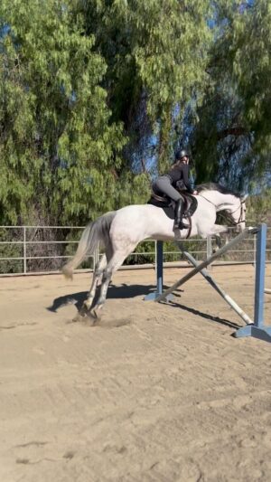 Cassi Thomson Instagram - First time doing some cross rails without boot protection on Rem’s feet. 🥹 We’re still very much ironing out kinks and relearning a lot together — slow and steady will be the name of the game as we strip everything back to rebuild stronger. 
I’ve had to really practice my ability to be present and let shit go. It doesn’t help Rem for his rider to be caught up in the past — he needs me to be here now with him to help him find the right way to move forward. 

#barefoothorse #barefoothorses #equestrianjourney #horselessons #greyhorse #ottb #ottbofinstagram #ottblove #ottbjumper #equestrianlifestyle #equestrianlove