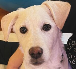 Catherine Curtin Instagram - So we were fostering, but, as it so happens….she’s ours now!!!!! Adopted!!!! Feeling very much happy about this….please meet, Daisy!! Thank you, #socialtees.  Rescue is a blessing!!!