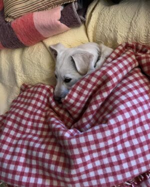 Catherine Curtin Instagram - There are so many pups in need of homes!!! Adopt….both my rescues are from #Tennessee beautiful dogs
