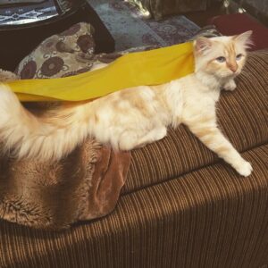 Catherine Oxenberg Instagram - Super cat! Little bamboo to the rescue!