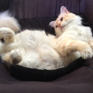 Catherine Oxenberg Instagram - Happy kitty