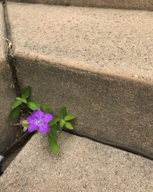 Catherine Oxenberg Instagram - Nature reigns victorious #beauty #essence #strength #hope