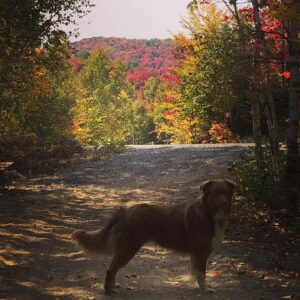 Catherine Proulx-Lemay Instagram - #allolautomne #sainthippolyte #couleurs #laurentides