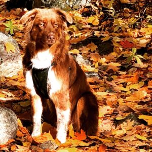 Catherine Proulx-Lemay Instagram - Lui....
#bergeraustralien #dogslover #nature #laurentides
