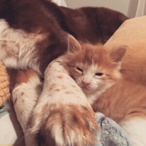 Catherine Proulx-Lemay Instagram - Je vous présente Gus, ( ou Vlad).
Slim est le meilleur des grands frères.
#bebechat #tropmignon