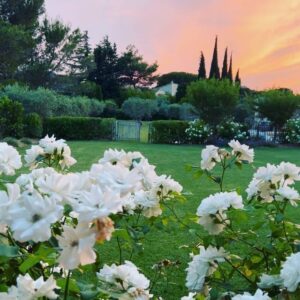 Cathy Yan Instagram - Scenes from Provence