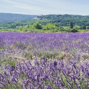 Cathy Yan Instagram - Scenes from Provence