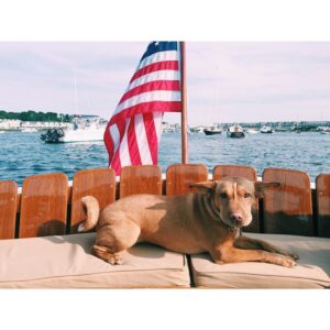 Cathy Yan Instagram - Happy fourth from Bailey #baileythesharpenji