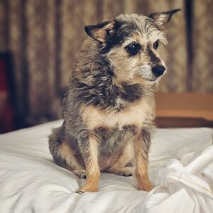 Chad Lindberg Instagram - This little 8lb fur baby holds my entire world up. ❤️#Lima #nationalpetday