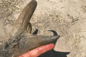 Chad Mendes Instagram - Less than three months till me and Lula are chasing giant speed goats with my homies over @g3outfitters in NM!! This will be Lula’s first antelope hunt and both of us are excited for the experience and the amazing meat we hopefully will bring home! I’ll get filming it all and will have it up on my channel for you guys! 🙏🏼

This speed goat was one I was lucky to draw here in northern Cali. Ended up going 86” and was tied for the 4th biggest ever taken in Cali for a while! Hopefully we can find another closer to this bad boy!! 🤞🏽🤞🏽

#antelope #speedgoat #northerncalifornia #newmexico #meatinthefreezer #memories