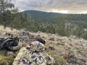 Chad Mendes Instagram - 💥4 SPOT OPENING💥

Hey guys we just had a group of 4 transfer to 2025 for our OR Cow elk Gunwerks Long Range Academy this season! 

For anyone looking to learn from some of the best long range instructors in the biz, along with taking home some of the highest quality meat on earth… let’s go!! 

Dates are: Nov 21-25
Location: Heppner OR
Price: $5800 per person 
Includes: all meal, lodging, day and a half of long range instruction and hands on shooting, two days of guided Cow elk hunt, breakdown of animal for travel home. 

I’ll be there guiding and helping everyone as well! 

For anyone interested in locking in a spot, head over to our website www.finzandfeatherz.com and shoot us an email. (Link in bio) We will book spots in the order that the requests come in! 

Looking forward to hunting with you guys! 🙏🏼🥩

#cowelk #longrangeshooting #gunwerks #pelican #oregon