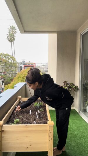 Chandni Parekh Instagram - 🌏 Happy Earth Day 🌱 

🪴 I love growing things from seeds and honored to tend to and witness life’s evolution. In the lead right now we’ve got Team Greens coming in hot: Broccoli, radishes, romaine, green peas and cilantro 🥬 

Few other herbs and veggies, including tomatoes and carrots on the way (not sure their destiny cuz I hear this is too shallow for them, but hoping they’ll thrive anyway). It’s probably super crowded in there, but trial and error is the way I grow 💛 As a new “farmer” I’m always happy to learn tips on gardening! Send ‘em on over 👩🏽‍🌾 Meantime, we’re waiting for LA to send it’s key ingredient: Sunshine 🌞 

#earthday #urbangardening #plantlife #growyourveggies
