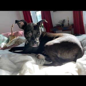 Charlie Ray Instagram - one year ago i made, like, the best decision ever. thank you for being my baby, Tippi Canoe!! #adoptdontshop and all that jazz 🛶 @petrescueny