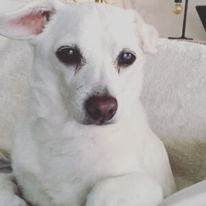 Charlie Weber Instagram - This is my very good friend Nap. I have the pleasure of taking care of him for the next few days. This handsome guy always brightens up my day and I hope he can do the same for you.🐶🙂