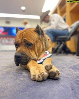 Chase Outlaw Instagram - Bring your dog to Freedom Fest. Meet Hank 👋