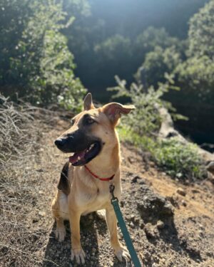 Cheyenne Isabel Wells Instagram - Meet Willow! 🤍🤎

Our foster baby girl. If anyone is looking for a pupper Willow is sooo perfect. 
She is the biggest cuddler you’ll ever meet. She’s super smart, learns very quickly and listens very well. Willow absolutely loves other dogs! So if she could have a sister or brother that would be ideal (: 

DM me if you would like to learn more and/or interested or know anyone who might be (: she deserves the most loving home. Any human would be lucky to have her 🤍