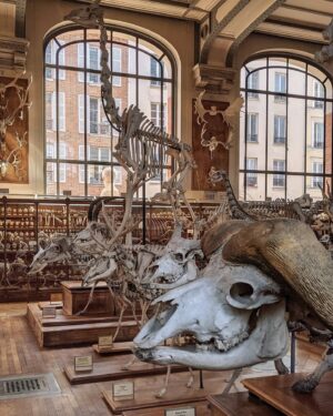 Chiara Lucia Preziosi Instagram - Io al museo di storia naturale che aspetto pazientemente che i miei poteri di necromanzia si manifestino.