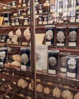 Chiara Lucia Preziosi Instagram - Io al museo di storia naturale che aspetto pazientemente che i miei poteri di necromanzia si manifestino.